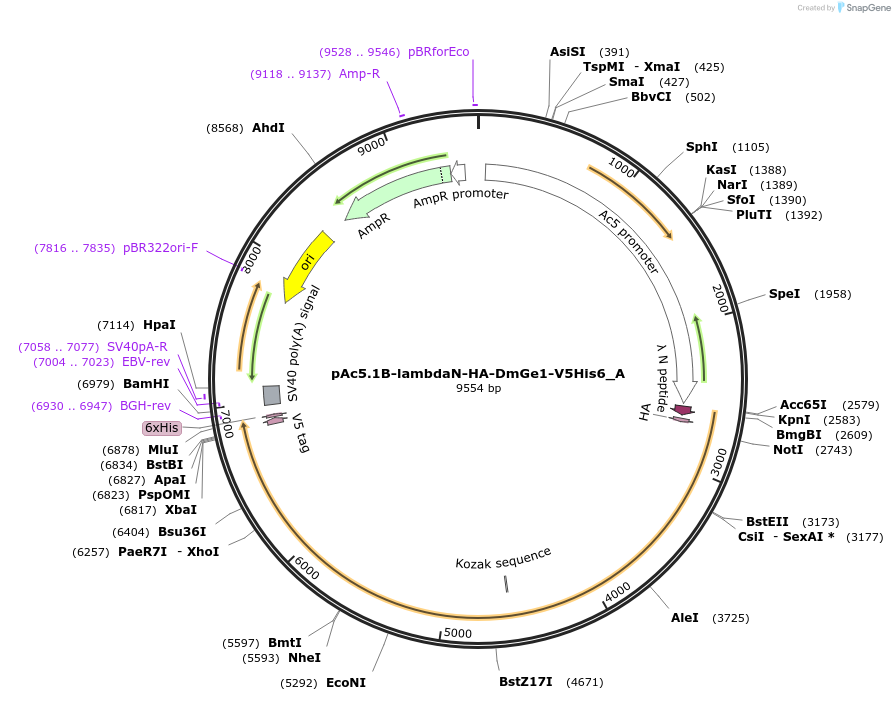 145867-plasmid-map-sequence-id-288312
