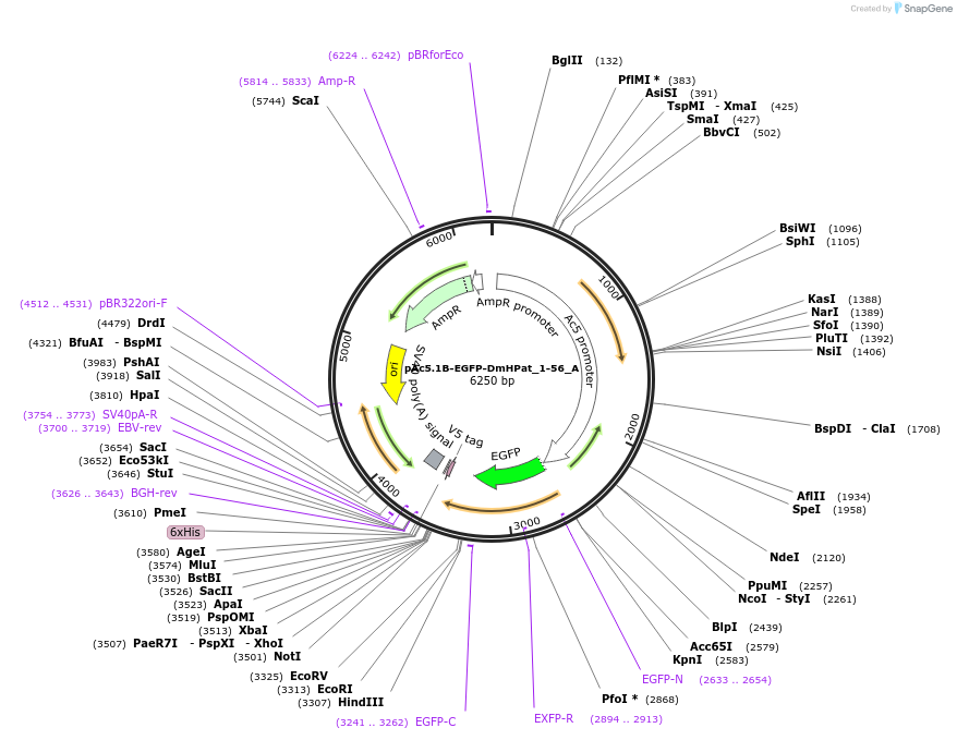 145869-plasmid-map-sequence-id-288314