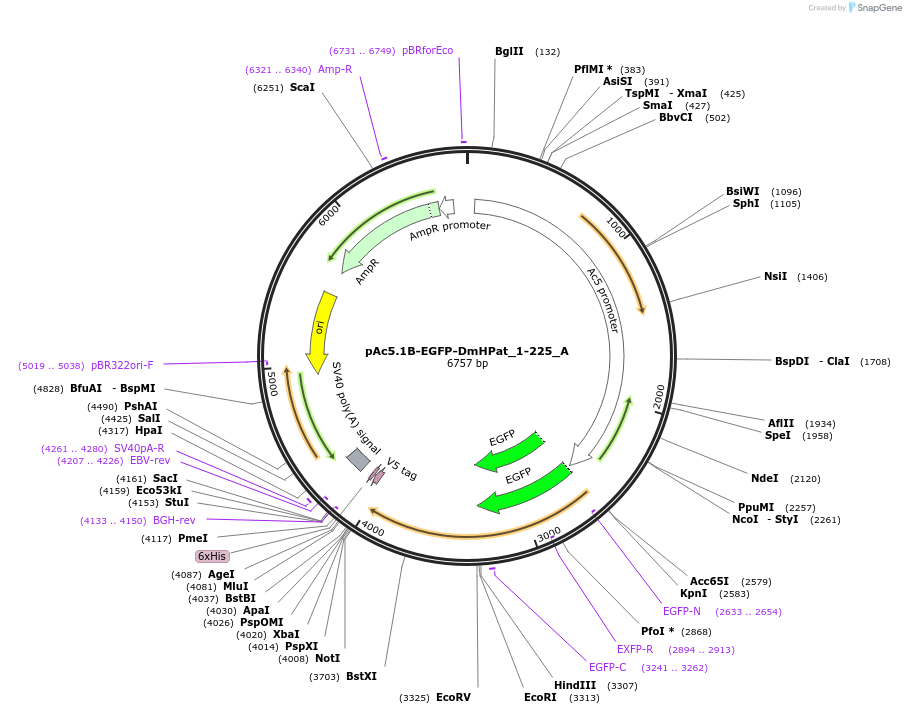 145870-plasmid-map-sequence-id-288315