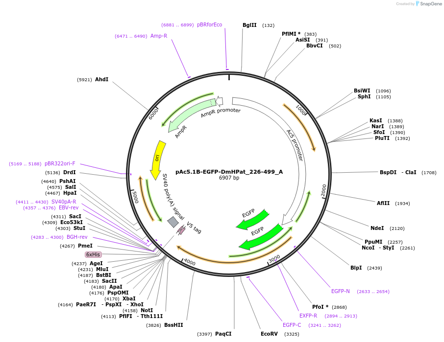 145872-plasmid-map-sequence-id-288317
