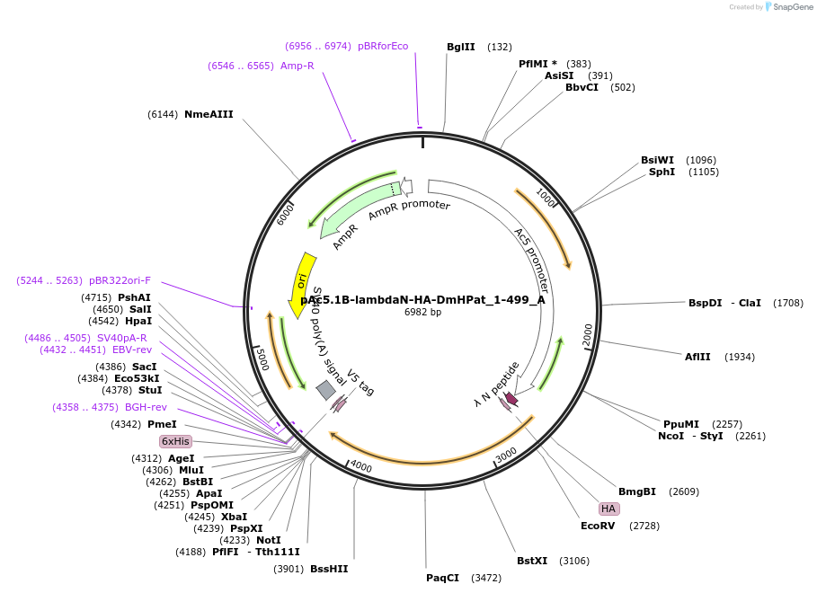 145876-plasmid-map-sequence-id-288321