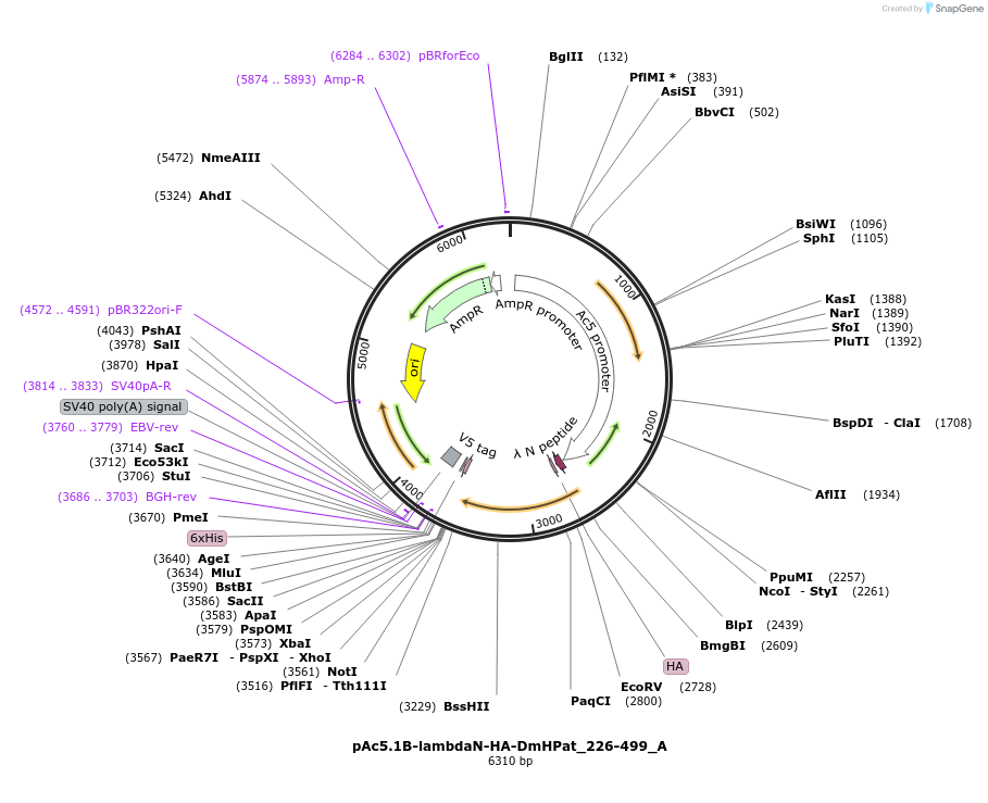 145877-plasmid-map-sequence-id-288322
