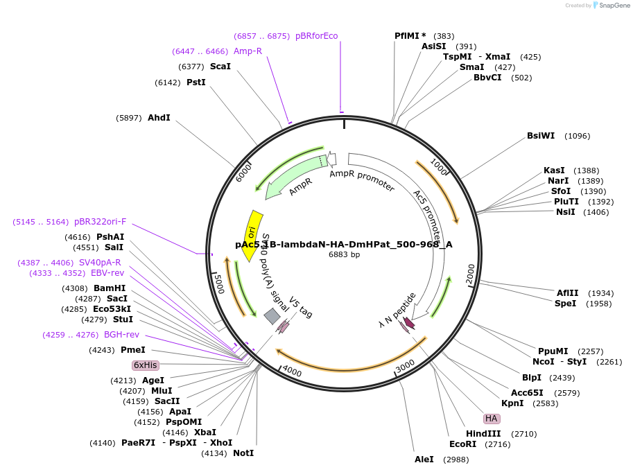 145878-plasmid-map-sequence-id-288323
