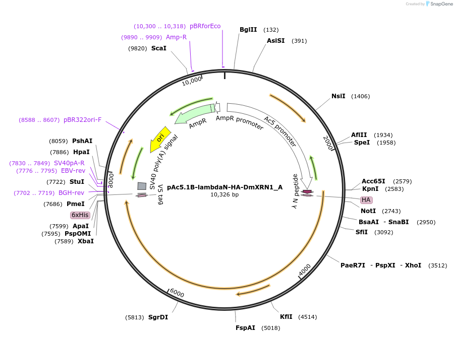 145879-plasmid-map-sequence-id-288324