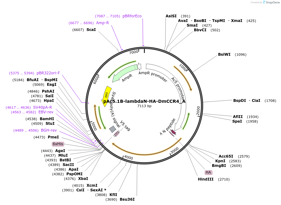 145894-plasmid-map-sequence-id-288339