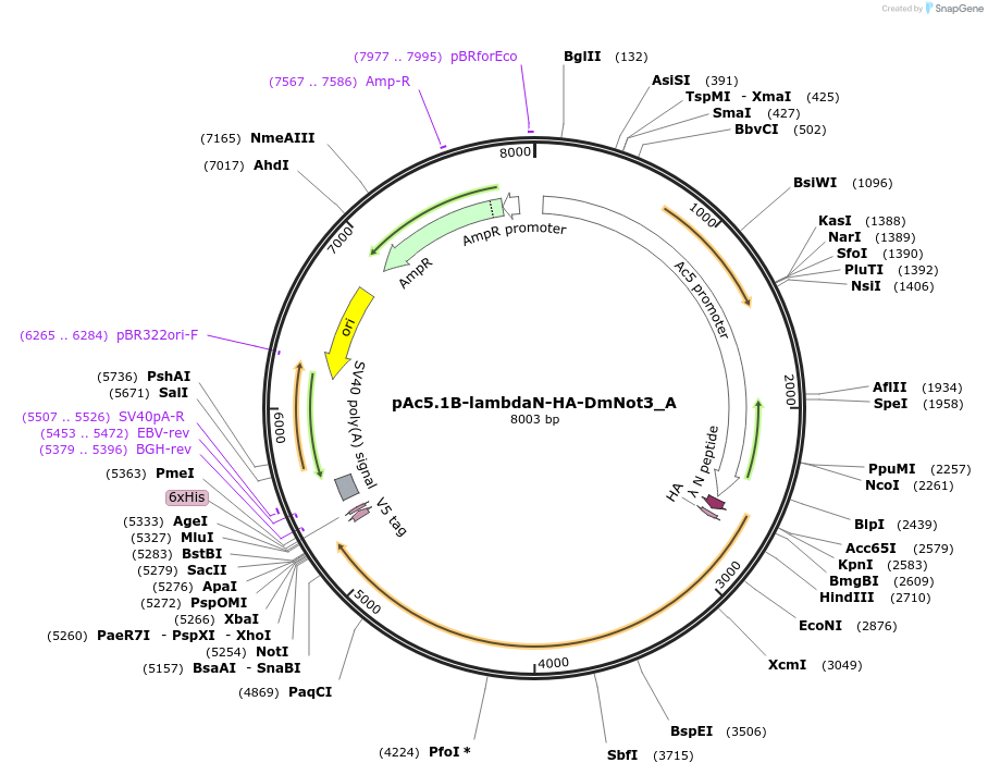145895-plasmid-map-sequence-id-288340