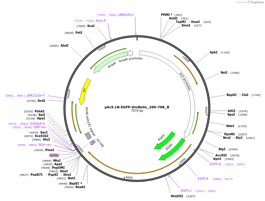 145916-plasmid-map-sequence-id-288361