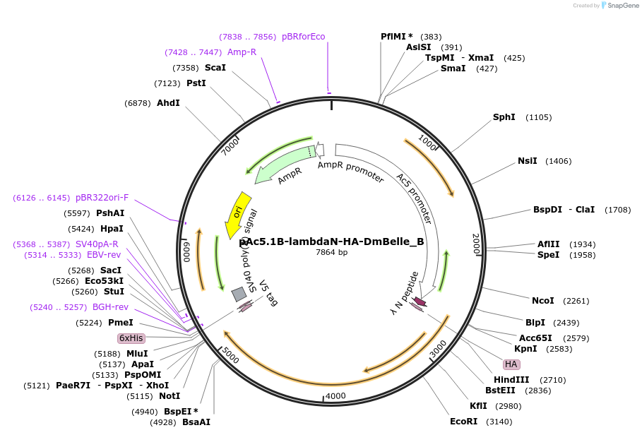 145932-plasmid-map-sequence-id-288377