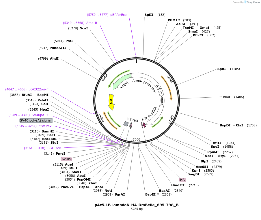 145937-plasmid-map-sequence-id-288382