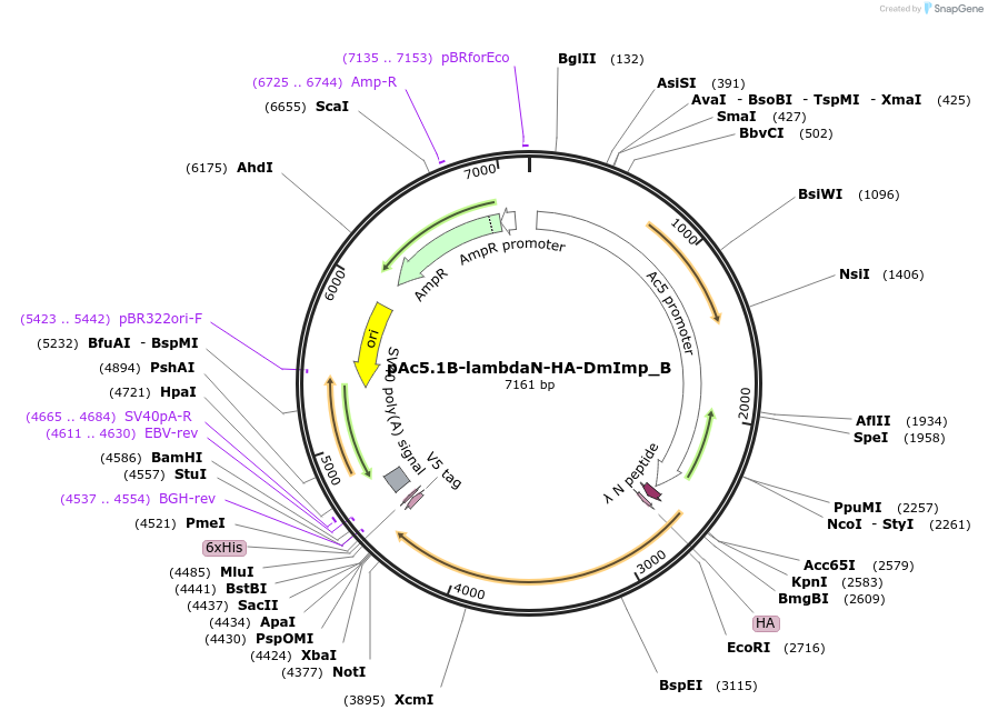 145941-plasmid-map-sequence-id-288386