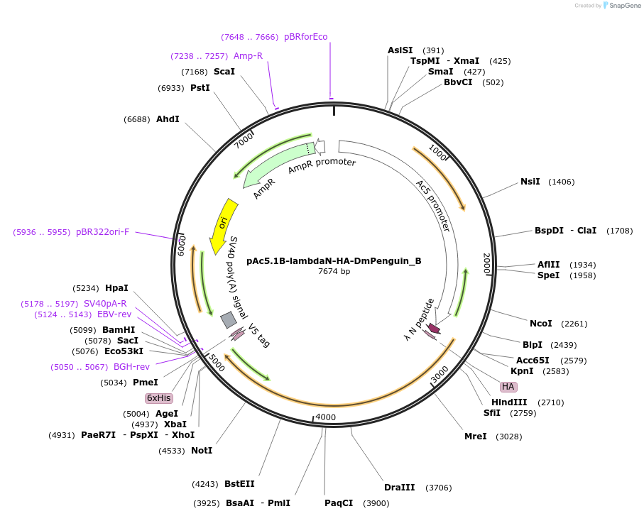 145944-plasmid-map-sequence-id-288389