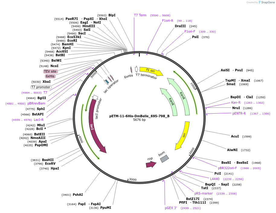 145954-plasmid-map-sequence-id-288399