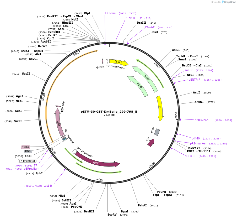 145960-plasmid-map-sequence-id-288405