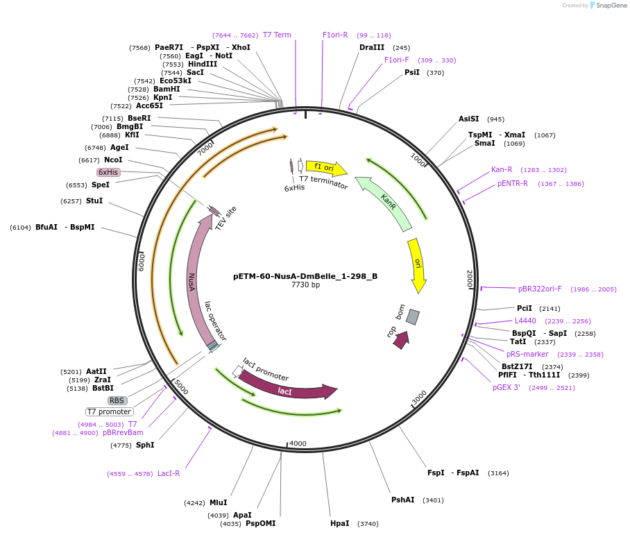 145964-plasmid-map-sequence-id-288409