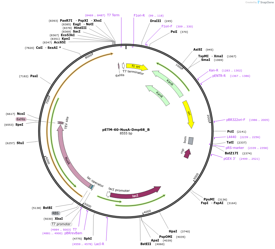 145966-plasmid-map-sequence-id-288411