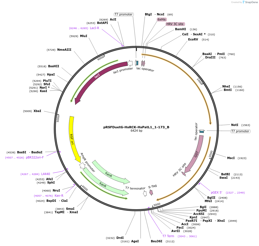 145975-plasmid-map-sequence-id-288420