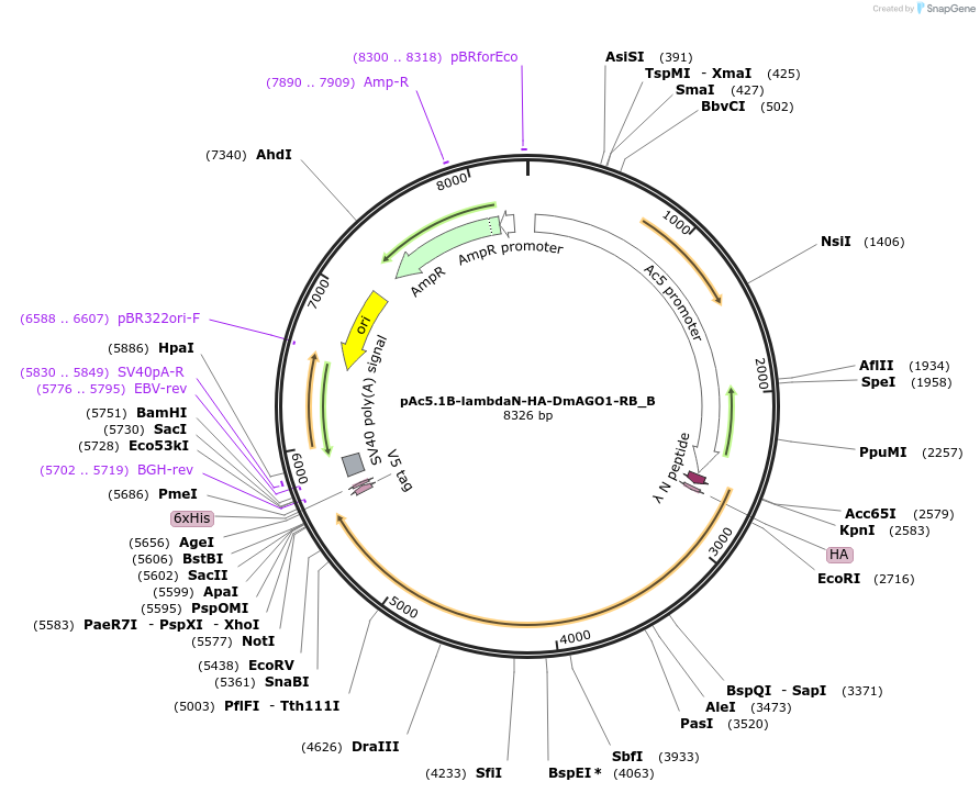 145977-plasmid-map-sequence-id-288422