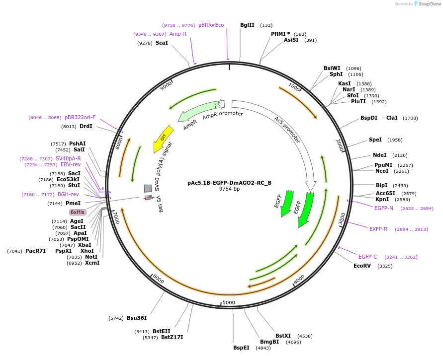 145980-plasmid-map-sequence-id-288425