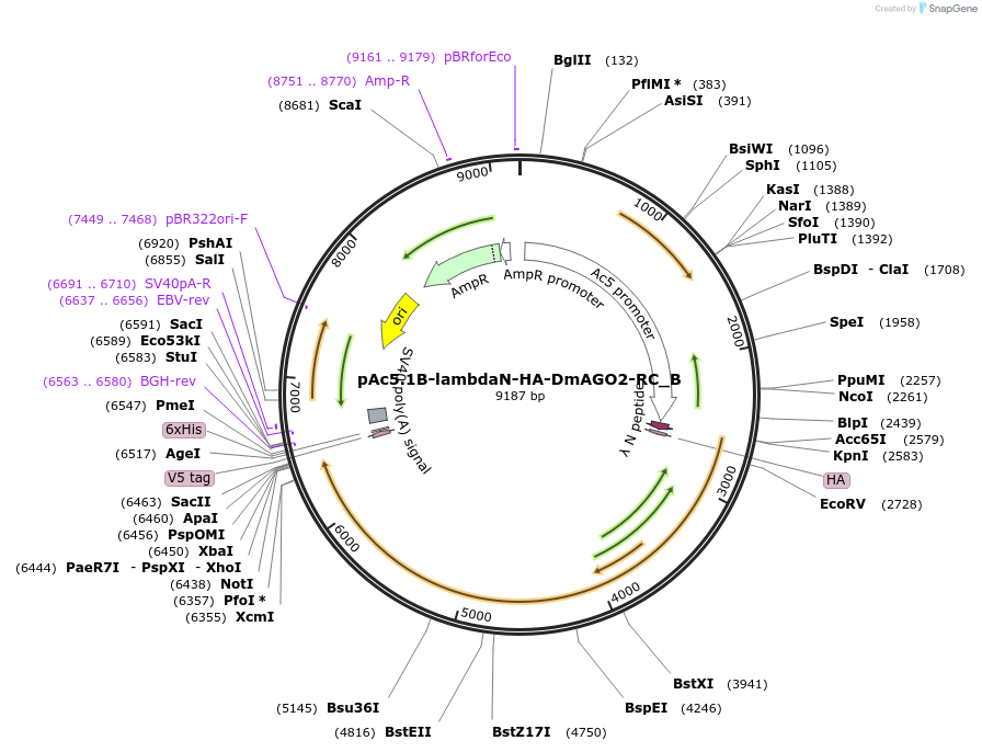 145981-plasmid-map-sequence-id-288426