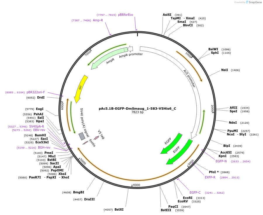 146000-plasmid-map-sequence-id-288445