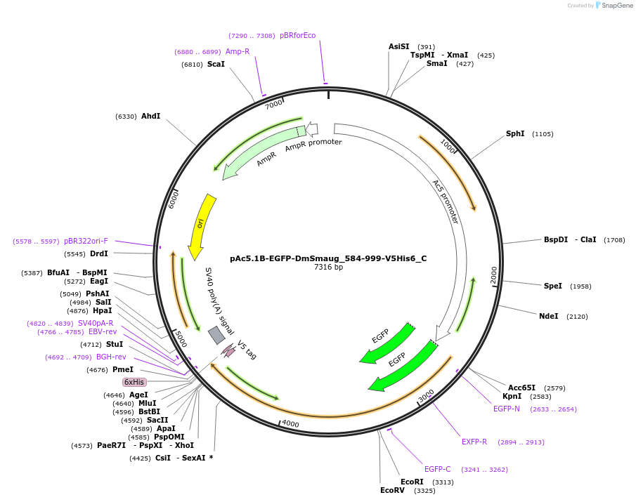 146003-plasmid-map-sequence-id-288448