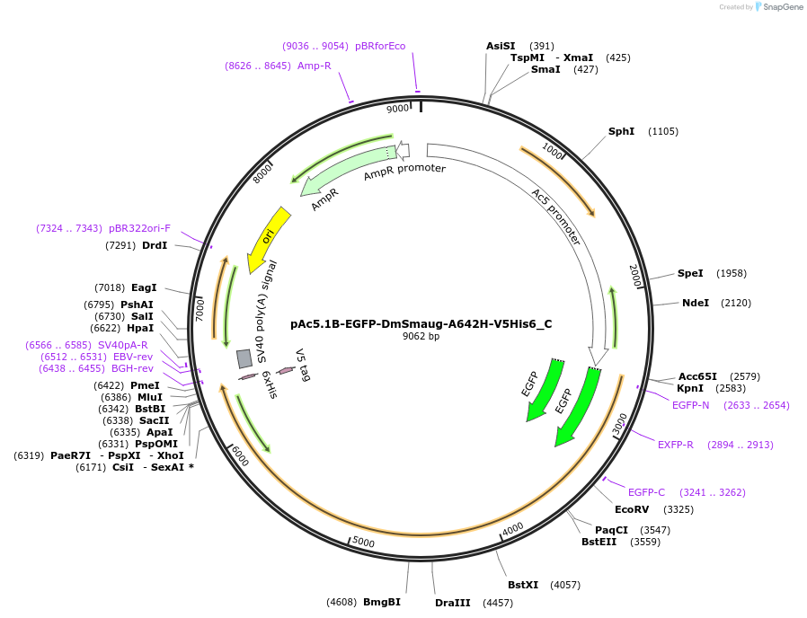 146005-plasmid-map-sequence-id-288450