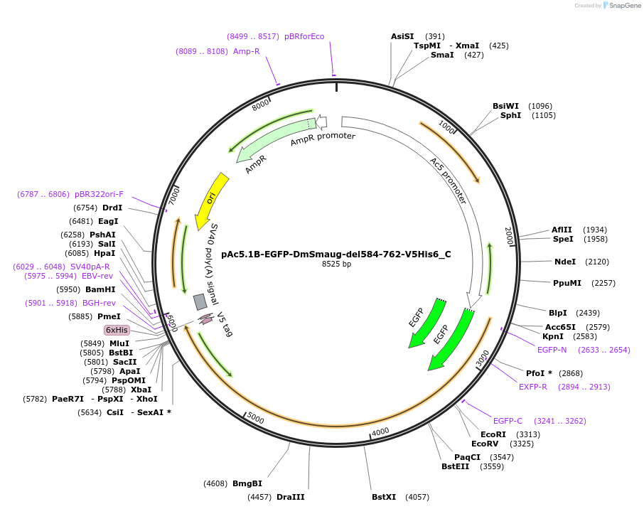 146006-plasmid-map-sequence-id-288451