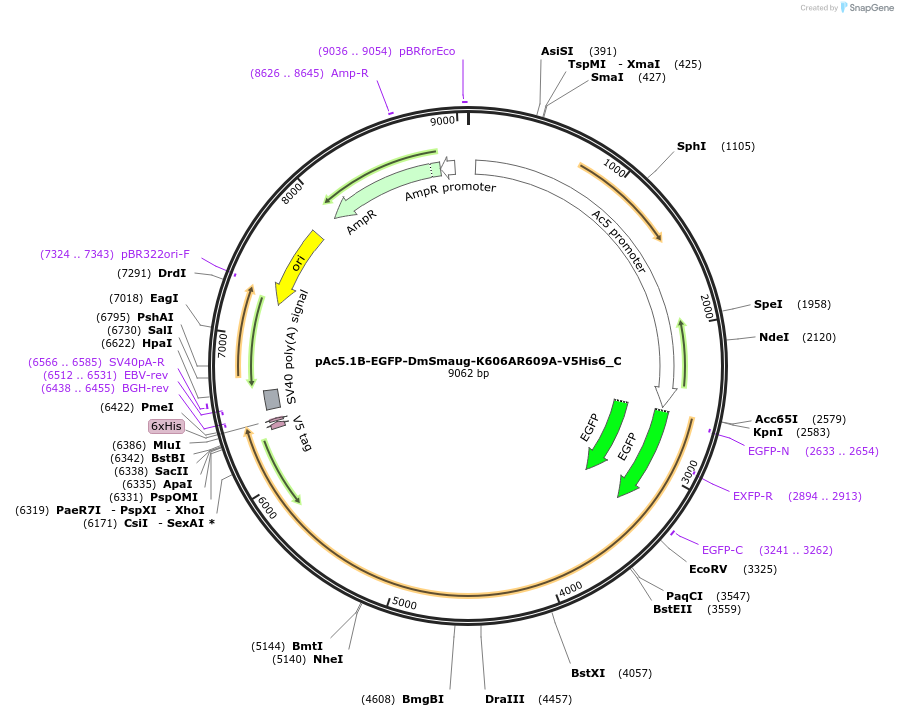 146007-plasmid-map-sequence-id-288452