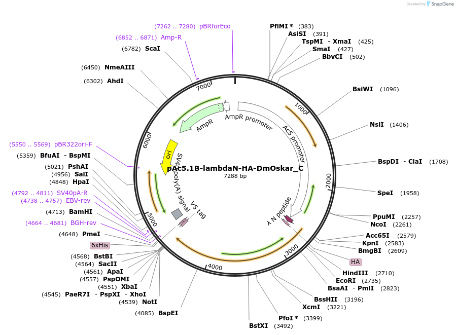 146008-plasmid-map-sequence-id-288453