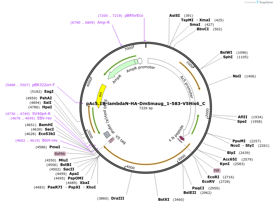 146009-plasmid-map-sequence-id-288454