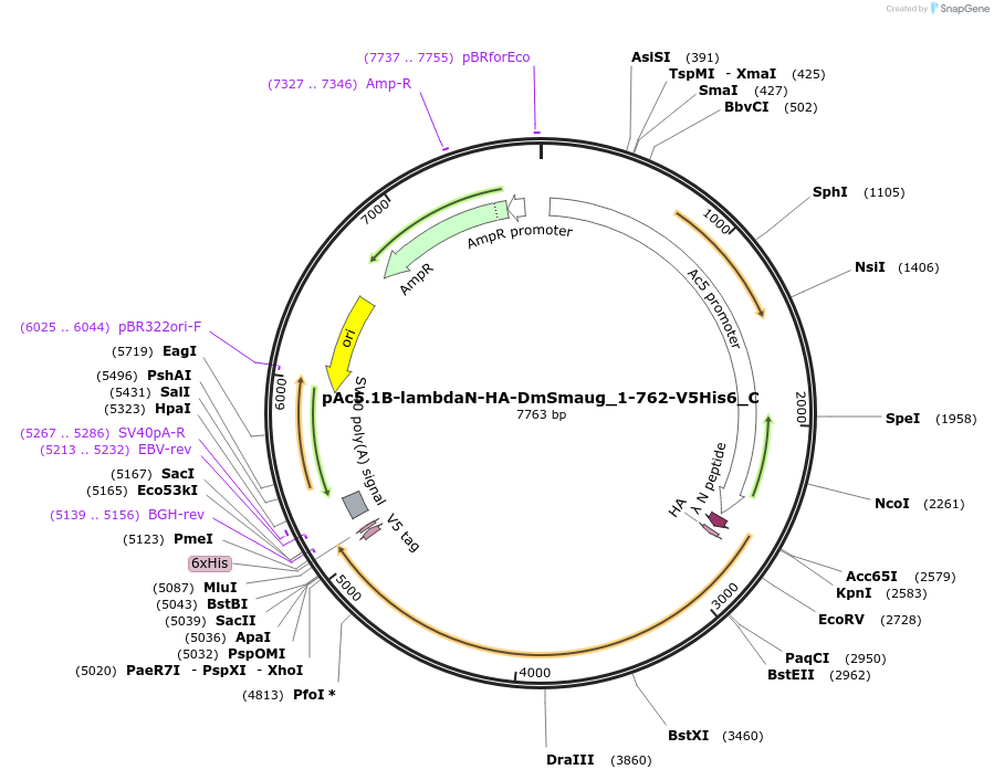 146010-plasmid-map-sequence-id-288455