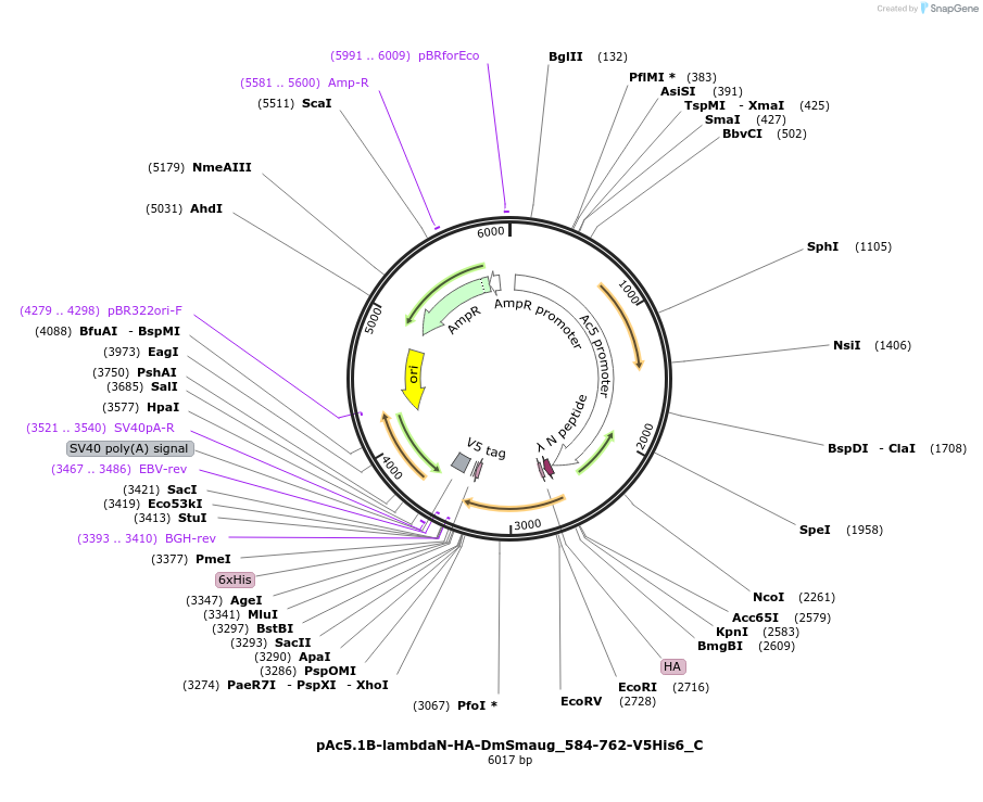 146011-plasmid-map-sequence-id-288456