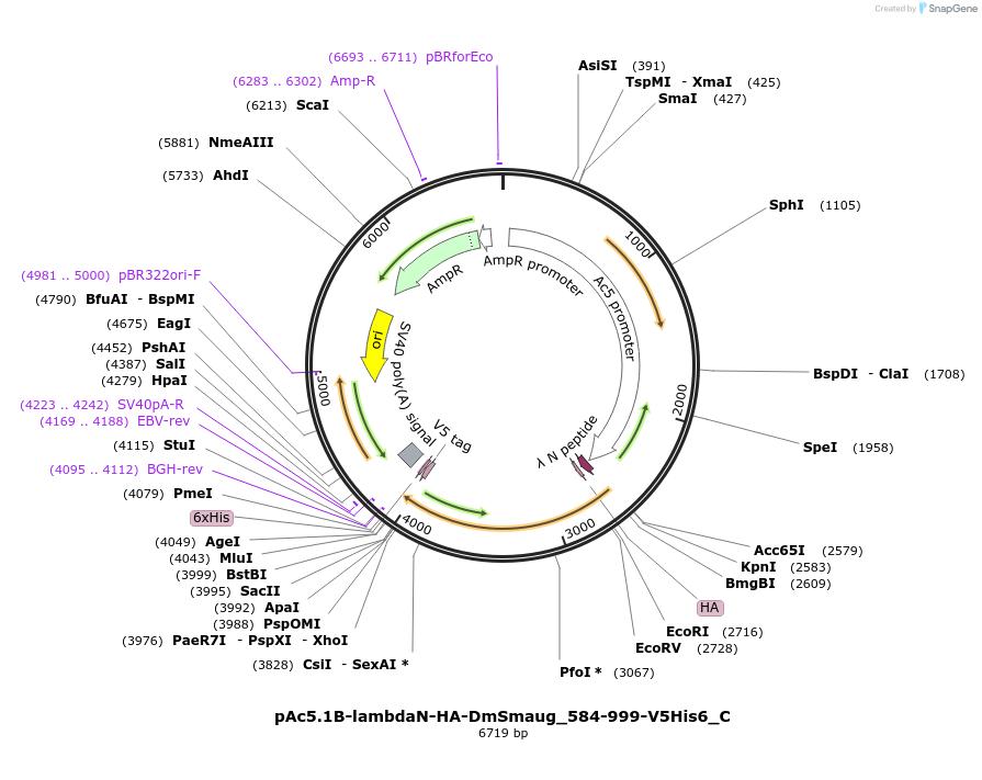 146012-plasmid-map-sequence-id-288457