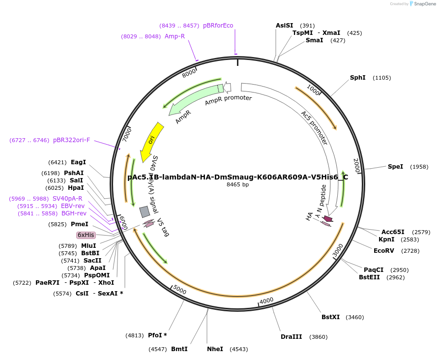146016-plasmid-map-sequence-id-288461