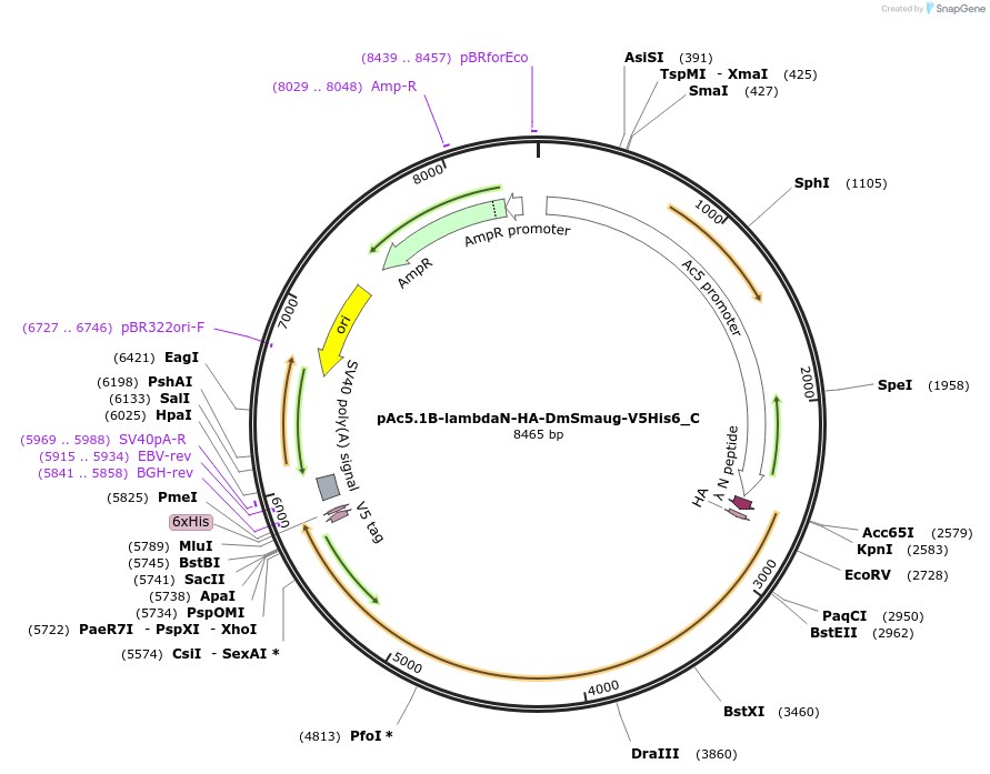 146017-plasmid-map-sequence-id-288462