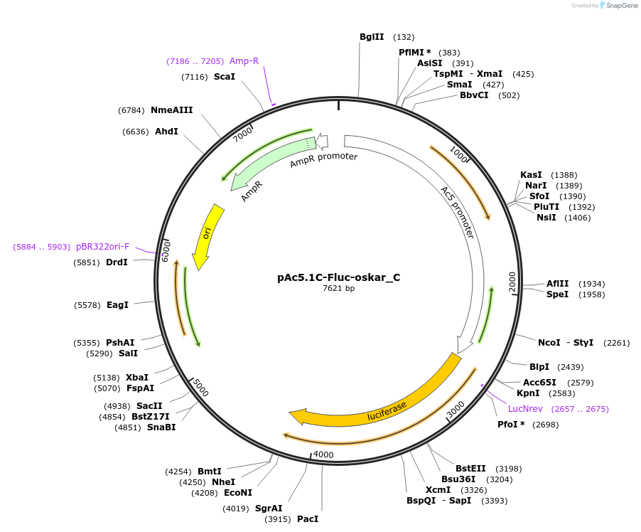 146022-plasmid-map-sequence-id-288467