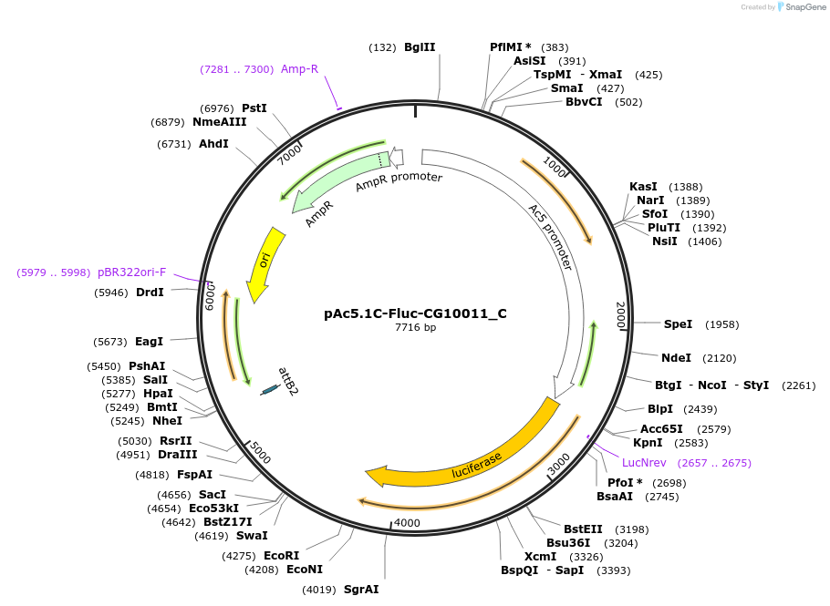 146027-plasmid-map-sequence-id-288472