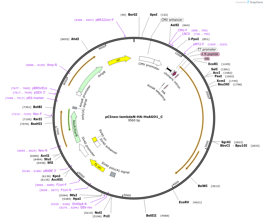 146083-plasmid-map-sequence-id-288528