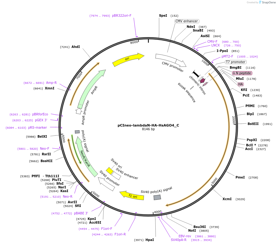 146085-plasmid-map-sequence-id-288530