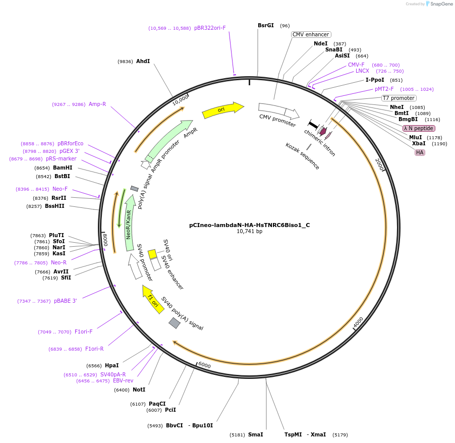 146087-plasmid-map-sequence-id-288532