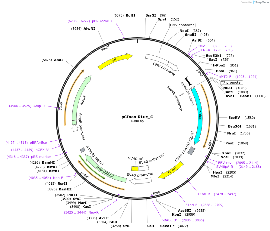 146090-plasmid-map-sequence-id-288535