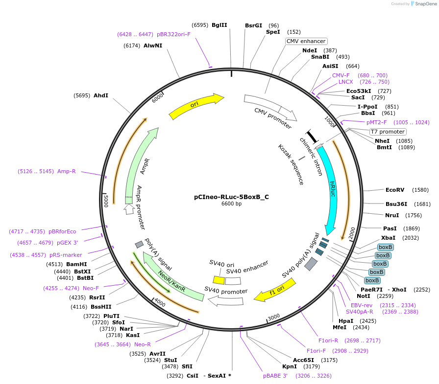 146091-plasmid-map-sequence-id-288536