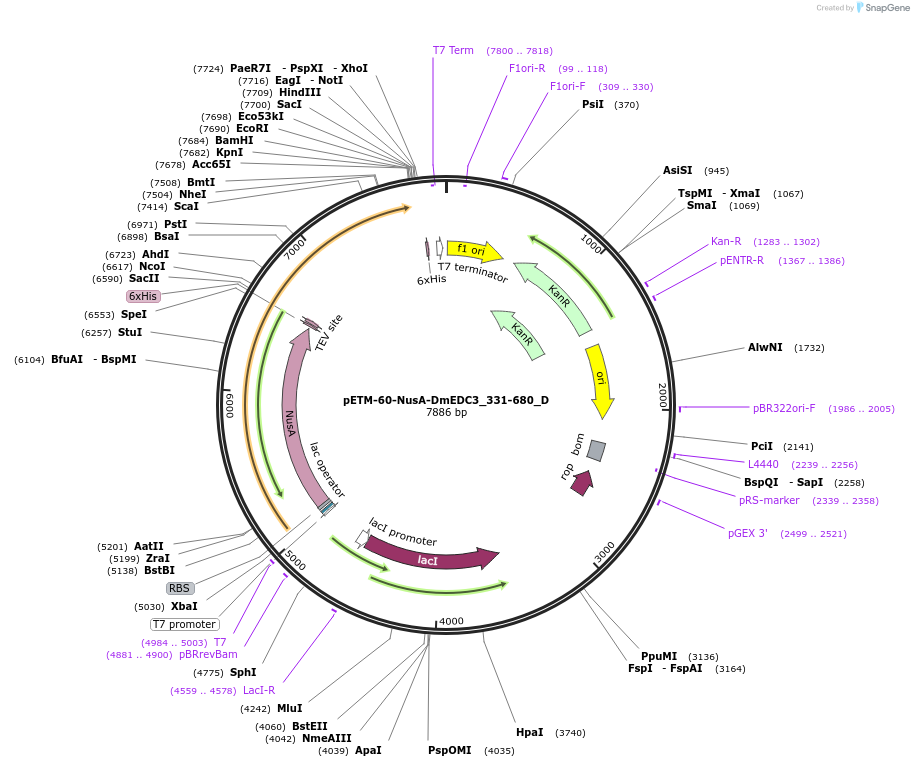 146102-plasmid-map-sequence-id-288547