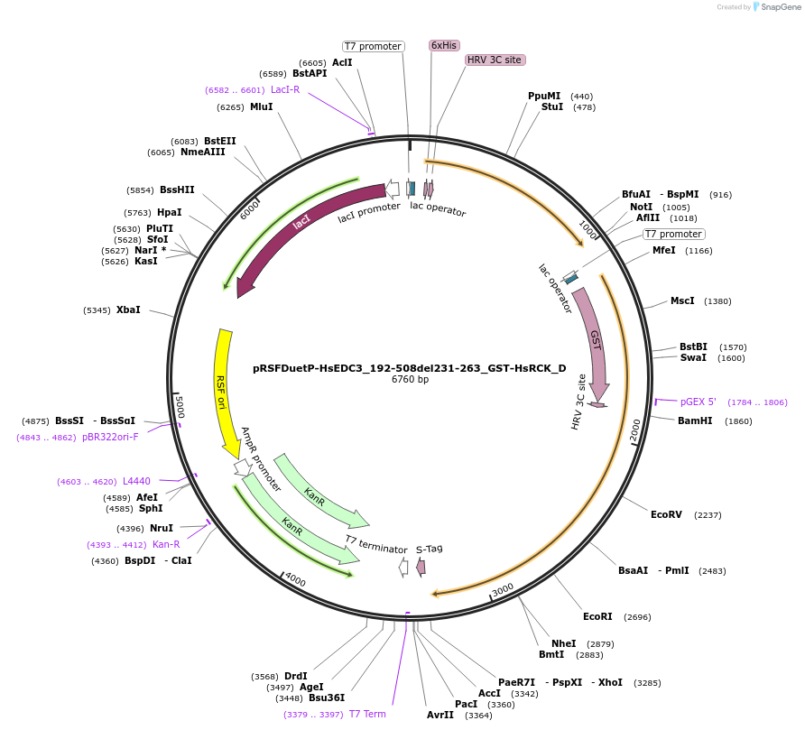 146109-plasmid-map-sequence-id-288554