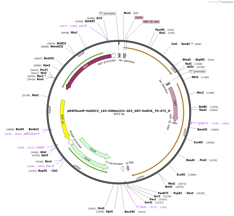146110-plasmid-map-sequence-id-288555