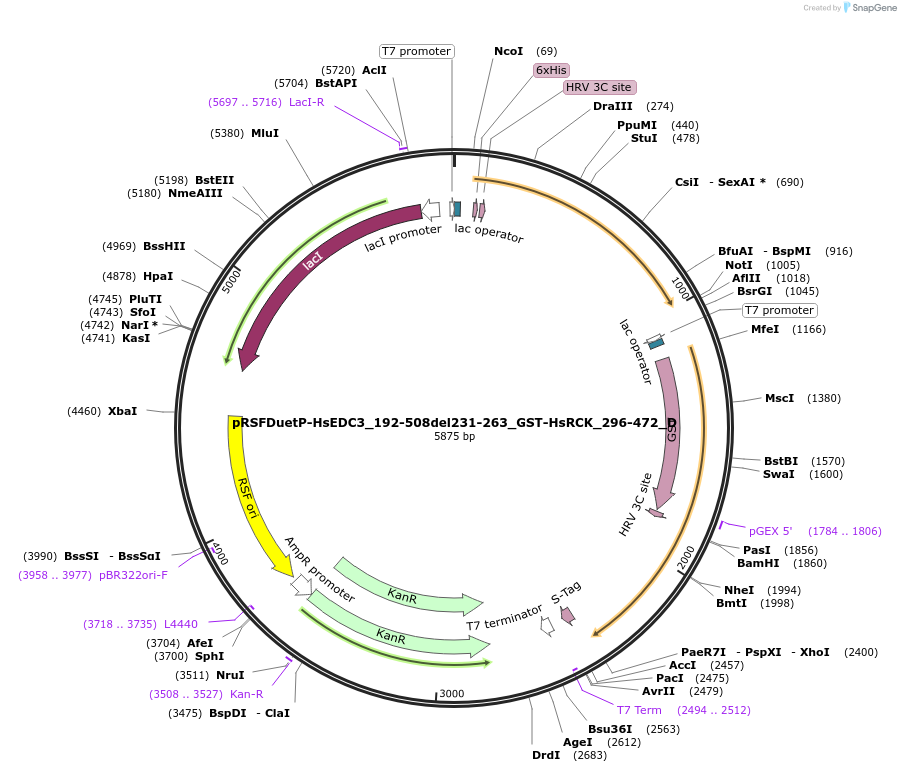 146111-plasmid-map-sequence-id-288556