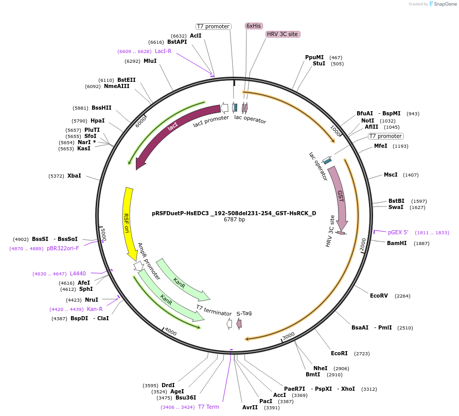 146112-plasmid-map-sequence-id-288557