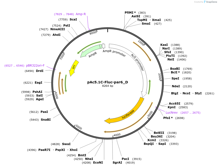 146117-plasmid-map-sequence-id-288562