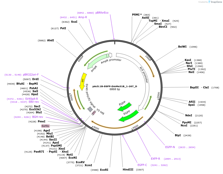 146118-plasmid-map-sequence-id-288563