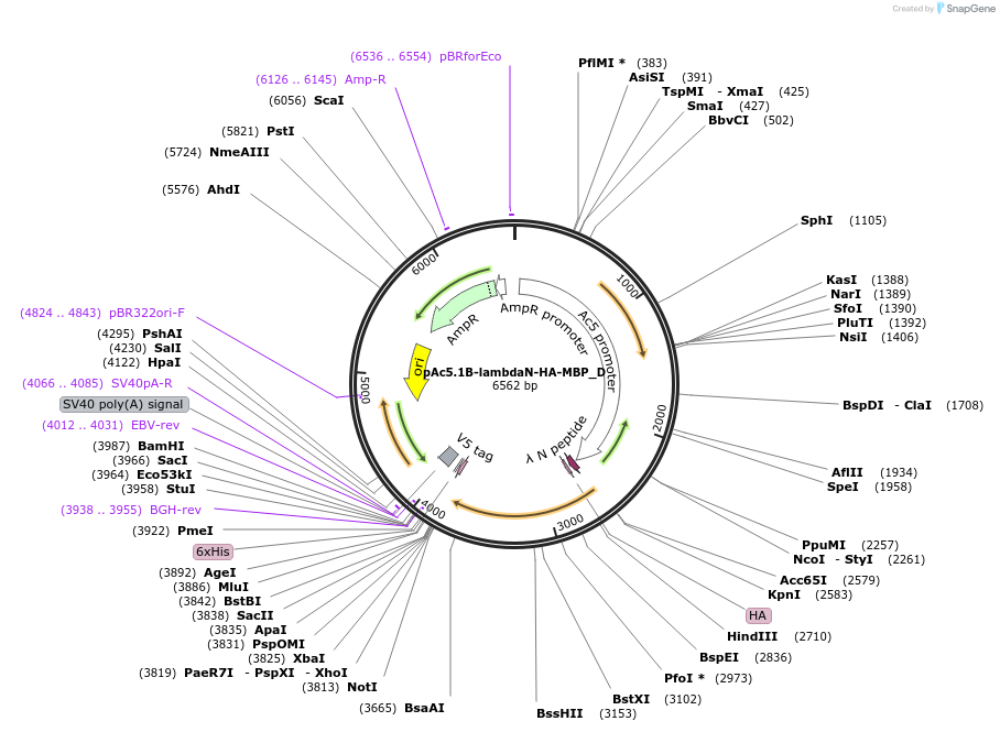 146120-plasmid-map-sequence-id-288565
